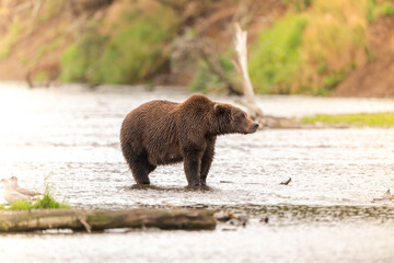 Alaskan brown bear standing in Brooks River