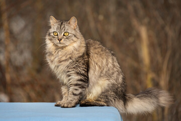 Obraz premium A stunning long-haired grey-brown tabby cat sits gracefully looking away. Beautiful portrait of a domestic cat with thick fur and bright eyes against a blurred forest background.