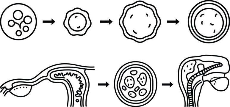 Human embryonic development stages, zygote morula blastocyst, implantation process, uterus fallopian tube, medical biology diagram, reproductive anatomy, healthcare education vector