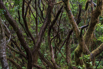 Fototapeta premium Ancient laurel forest with moss covered trees and dense vegetation in Anaga Rural Park, Tenerife, Canary Islands, Spain.