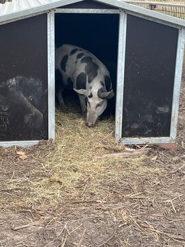 pigs in a barn