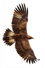 Obraz premium High-flying bird with extended wings, showcasing its aerodynamic design and keen eyesight.