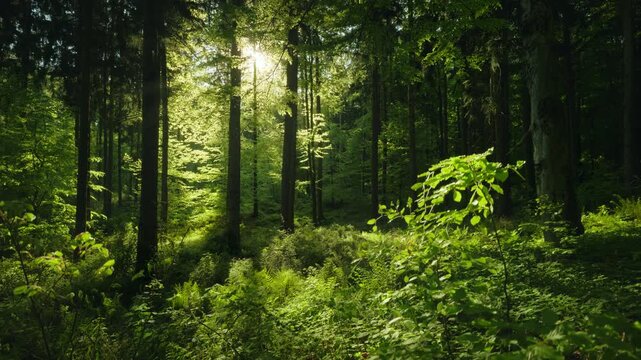 Lush green majestic forest with the sun casing beautiful light and shadows. Ascending view angle.  