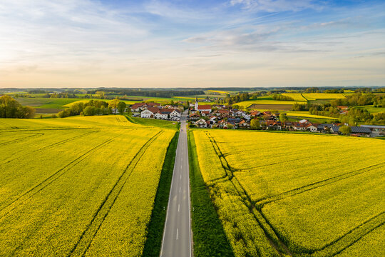 Rapsfelder Arbing, Reischach, Alt&ouml;tting, Oberbayern, Inn-Salzach, Deutschland. Leuchtend gelbe Felder umgeben Stra&szlig;e und Dorf in dieser l&auml;ndlichen Natur.