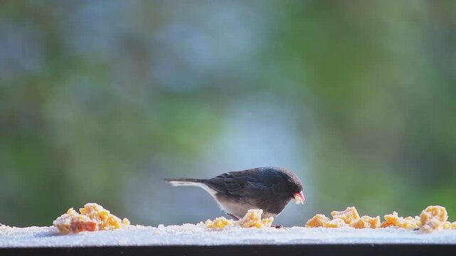 Dark-eyed junco funny cute wild bird perched on house balcony in Virginia snow winter, eating suet feed macro closeup in slow motion