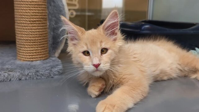 The Maine Coon kitten resting in a pet store's storefront window. 