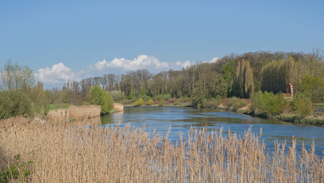 Marsh landscape with reed and spring tree in Bourgoyen nature reserve, Ghent, Flanders, Belgium 
