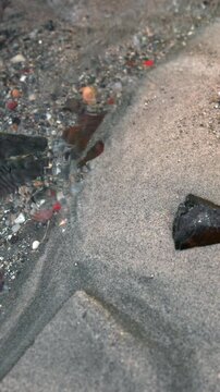 Discovering Bottle Among Shells And Stones, Weathered Bottle Lies Among Shells Near Shoreline . Media