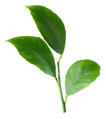 Fresh green leaves of citrus plant isolated on white