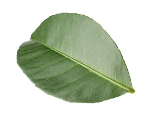 Obraz premium One leaf of citrus plant isolated on white