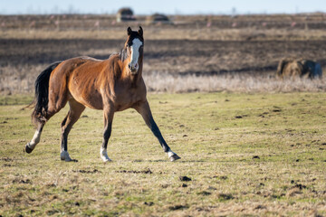 Brown horse trotting across rural pasture with hay bales in countryside farmland landscape
