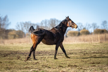 Brown horse walking across rural pasture under clear blue sky, elegant equine farm animal symbolizing freedom, strength and countryside life © Edijs