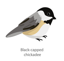 Flat vector illustration of a black-capped chickadee in side view. Small grey songbird with black head isolated on a white background. © Marina