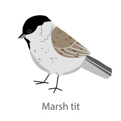 Flat vector illustration of a marsh tit in side view. Small forest songbird isolated on a white background. © Marina