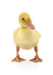Fototapeta premium Small yellow duckling standing on a white background.