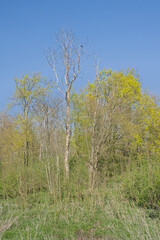 Trees with fresh green foliage on a sunny spring day with clear blue sky in Kalkense Meersen nature reserve, Wetteren, Flanders, Belgium
