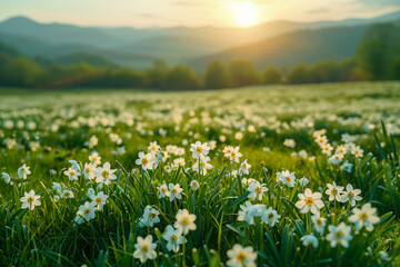 Fototapeta premium Snowdrop flowers and yellow spring blooms in a forest at sunset - symbols of new beginnings