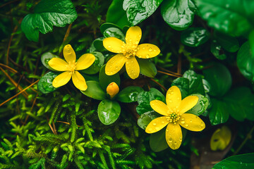 Snowdrop flowers and yellow spring blooms in a forest at sunset - symbols of new beginnings