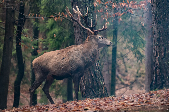 Beautiful deer with rich antlers, walking through a misty autumn forest,