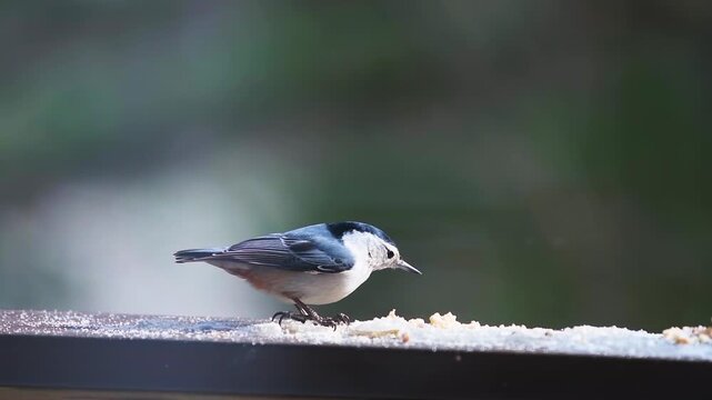 Nuthatch junco wild birds eating suet seed on house balcony in winter snow in Virginia flying away macro closeup slow motion