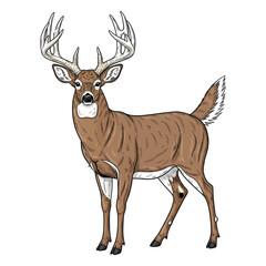 Fototapeta premium Hand drawn whitetail deer buck with large antlers standing isolated on white background