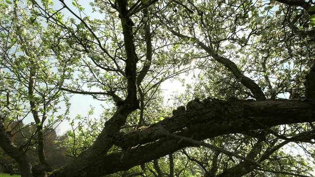 Beautiful fallen but blossoming tree on a meadow in spring, with slow movement along the trunk showing the sun behind the branches