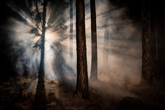 Mistical ray of light in dark foggy forrest