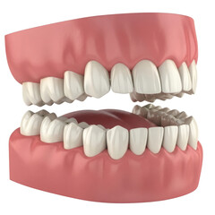 Obraz premium 3D Render of Human Teeth and Gums Anatomy