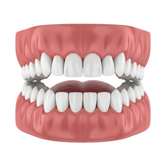Obraz premium 3D Render of Perfect Human Teeth and Gums Structure