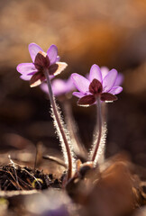 Fioletowy wiosenny kwiat - przylaszczka pospolita (anemone hepatica), makro kwiatów w lesie.  © mycatherina