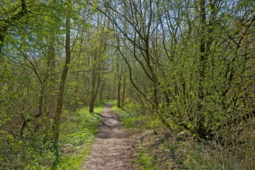 Obraz premium Hiking trail through a sunny spring forest in Kalkense Meersen nature reserve, Wichelen, Flanders, Belgium 