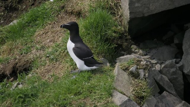 A Razorbill during the mating season at Cape St. Marys, Newfoundland and Labrador, Canada.