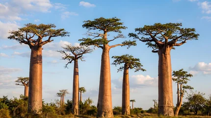 Fototapeten Baobab Majestic Baobab Trees at Sunset in Madagascar Landscape  © erna