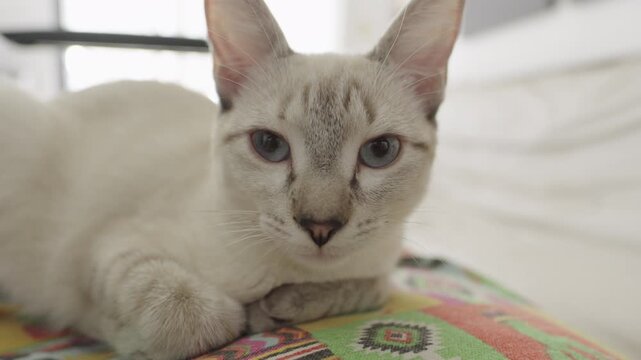 Gato bostezando con colmillos visibles en primer plano