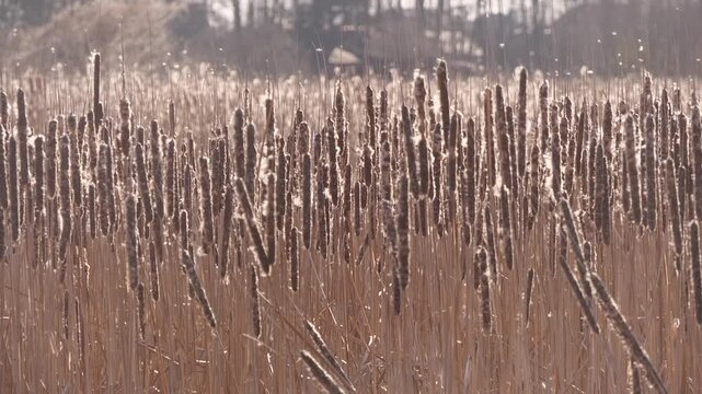 dry cattail seeds sway in the wind