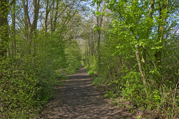 Fototapeta premium Hiking trail through a fresh green spring forest in Gentbrugse Meersen nature reserve, Ghent , Flanders, Belgium