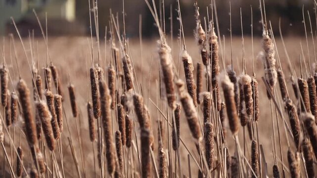dry cattail seeds sway in the wind