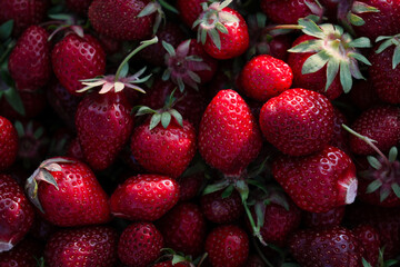 Plenty of sweet strawberries close up. Big ripe berries texture. Fresh harvest of juicy fruits. Healthy eating