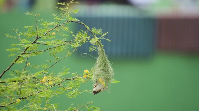 Weaver bird building nest on tree branch, Baya weaver bird making hanging nest, Small bird weaving nest in green tree, Nature scene of bird nest construction stock video.