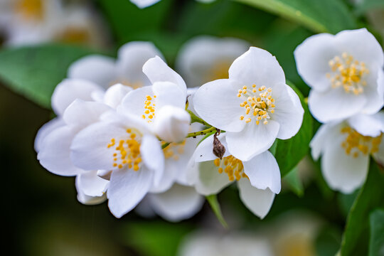 Sweet mock-orange flowers blooming, showing white petals and yellow anthers in spring