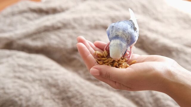 Owner woman feeding a budgie. Close-up. White blue budgerigar perching on the hand. Pet bird is eating grains pet food from human palm. Cozy Indoor Setting. Person is handfeeding a parrot in the room