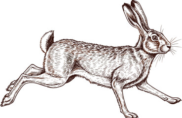 Vintage hand drawn engraving of a wild jumping hare lepus europaeus running on white background isolated woodcut style animal illustration © Robiul