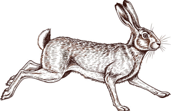 Vintage hand drawn engraving of a wild jumping hare lepus europaeus running on white background isolated woodcut style animal illustration