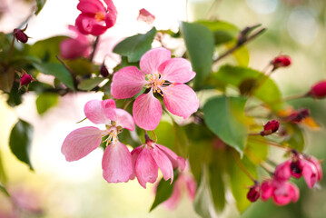 Obraz premium Vibrant Pink Blossoms on a Branch in Spring