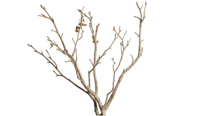 Obraz premium Bare tree branches with small nest on transparent background isolated on white