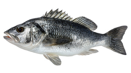 Ultra realistic HD fresh sea bass fish silver scales fins, isolated on white background