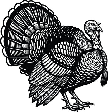 Wild turkey bird woodcut style vector illustration, cad drawing flat vector illustration of poultry farm animal, autumn thanksgiving design
