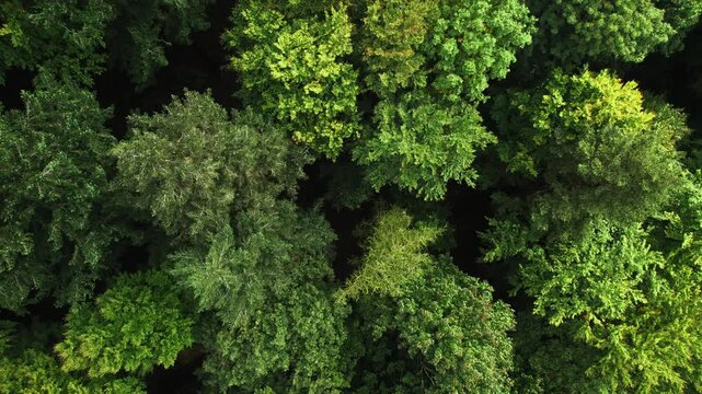 Aerial footage: view over lush green forest in summer or spring. Birds-eye view drone shot with slight rotation. 