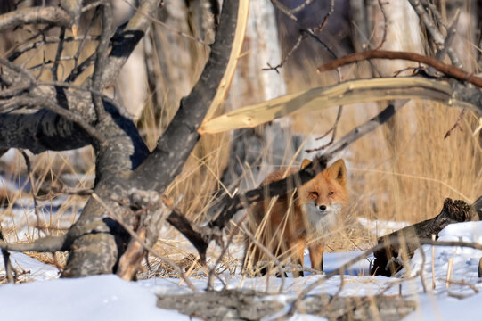 A Red Fox (Vulpes vulpes) soaks up Alaska winter sunshine while staying near its den in an old deadfall.