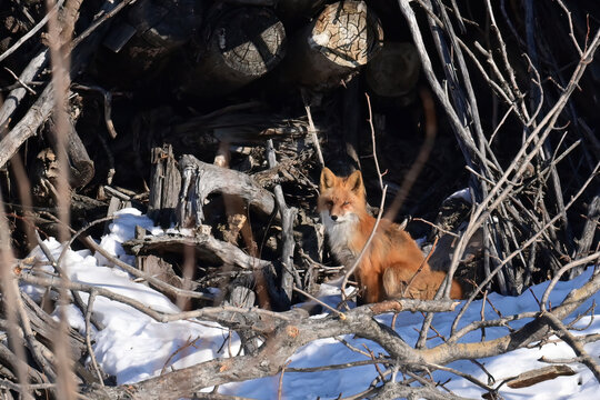 A Red Fox (Vulpes vulpes) soaks up Alaska winter sunshine while staying near its den in an old deadfall.